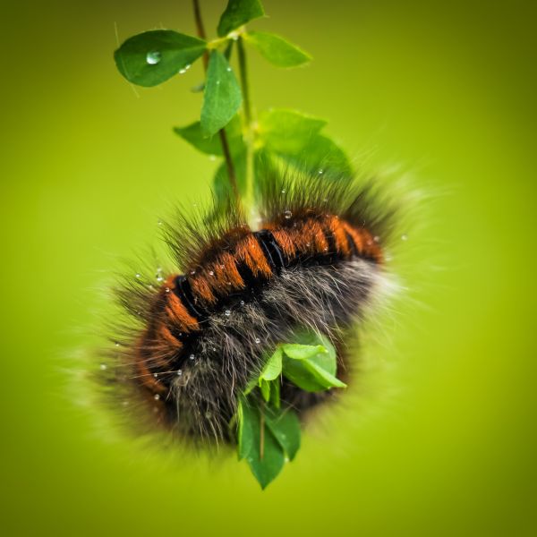 la nature,la photographie,animal,insecte,vert,papillon de nuit