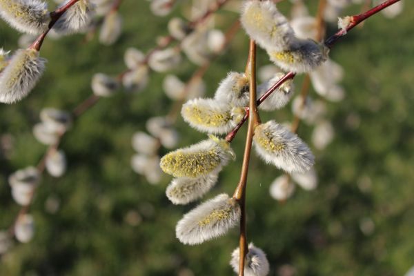 arbre,la nature,branche,fleur,plante,feuille