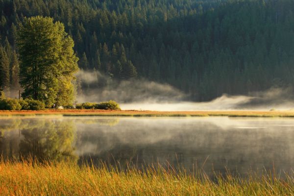 peisaj,copac,apă,natură,pădure,iarbă