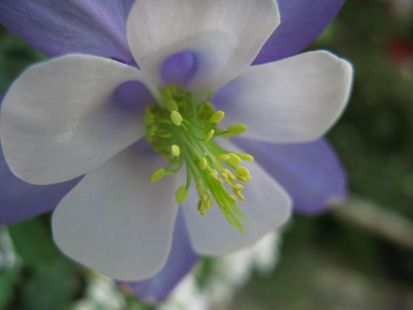 fleur, plante, fleur, violet, pétale, haute