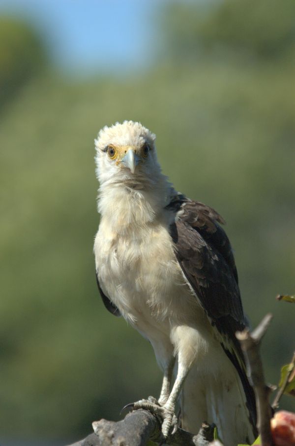 natuur, vogel, vleugel, dier, wildlife, bek