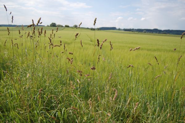 landschap,gras,fabriek,gazon,moeras,veld-