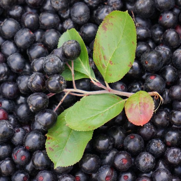 planta,manojo,Fruta,baya,hoja,comida