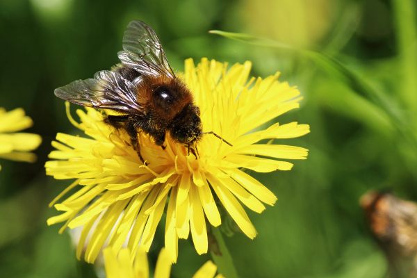 natur, blomma, växt, fotografi, äng, maskros