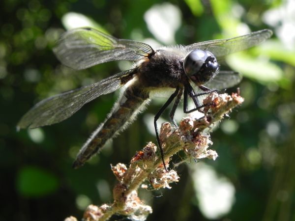 naturaleza, fotografía, flor, volador, mosca, al aire libre