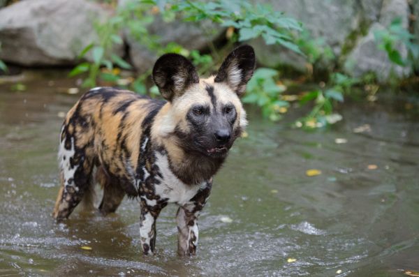 champ,tomber,chien,animal,canin,faune