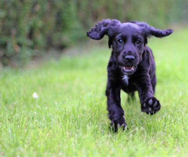 gress,valp,hund,søt,canine,kjæledyr