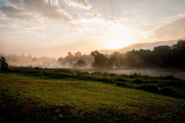 water,nature,forest,grass,landscape,tree