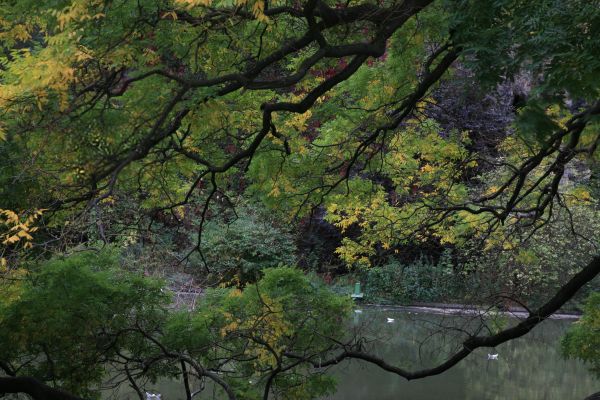 arbre,la nature,forêt,branche,plante,région sauvage