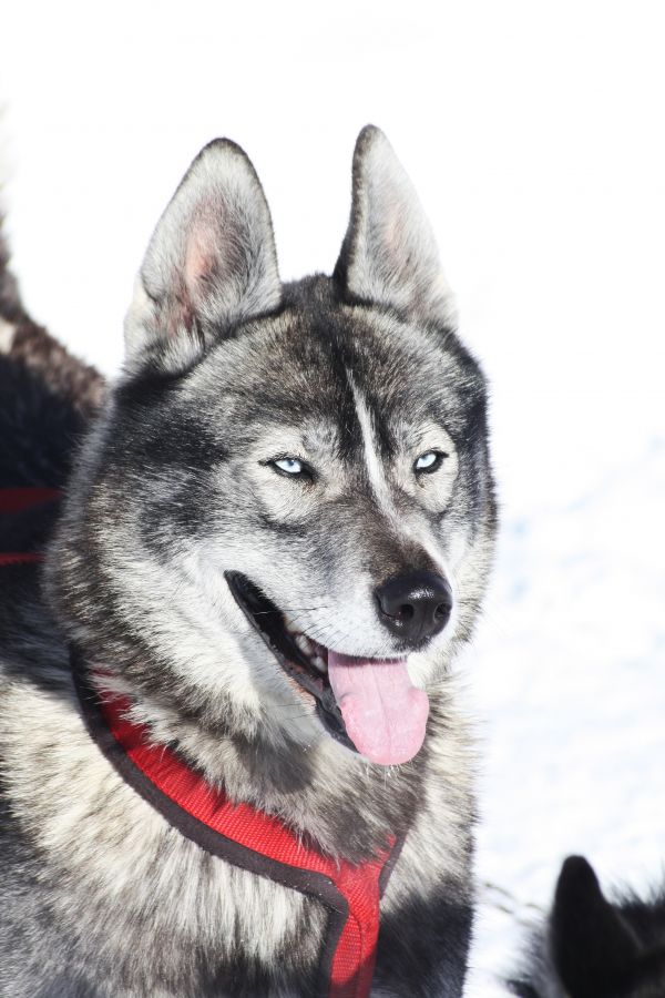 Winter, Hund, Säugetier, heiser, Berg, Alpen