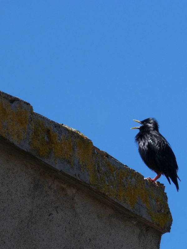 Vogel,Flügel,Himmel,Dach,blau,Fauna