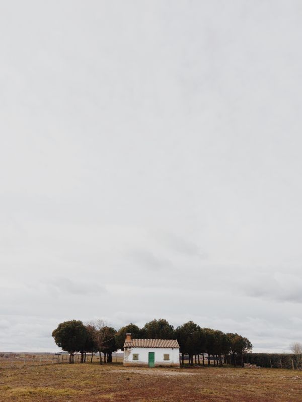 boom,wolk,veld-,platteland,zee,farm