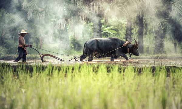 water,grass,outdoor,people,plant,field