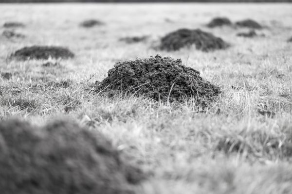 rumput, alam, pasir, batu, hitam dan putih, fotografi