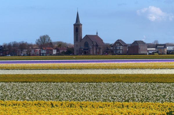 plante,Mark,gård,blomst,tulipan,landbrug