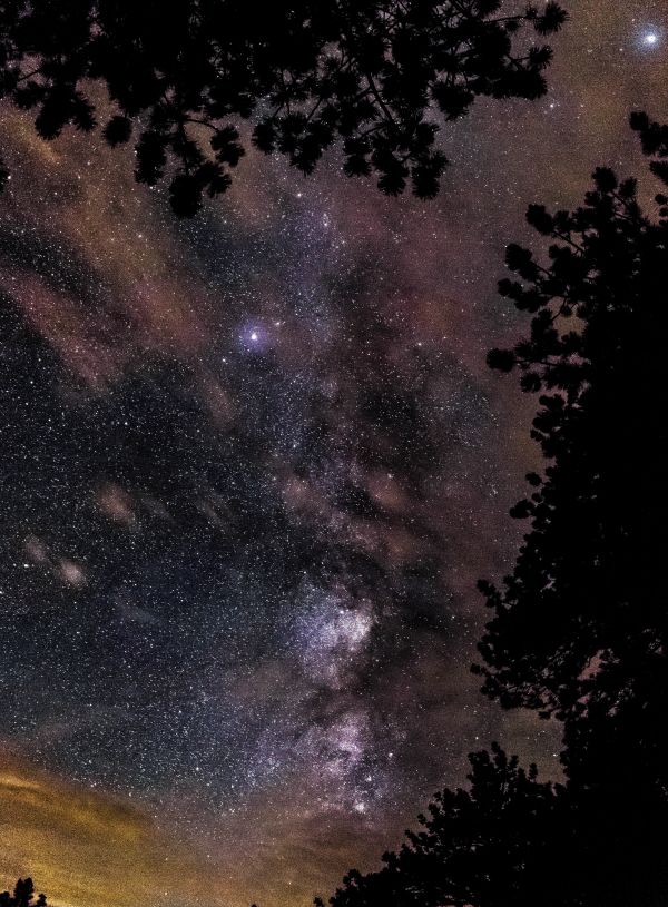 cielo, notte, stella, via Lattea, atmosfera, albero