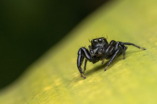 natur,fotografi,djur-,vilda djur och växter,insekt,hoppning