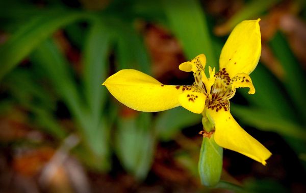 natura, fiorire, pianta, fotografia, foglia, fiore