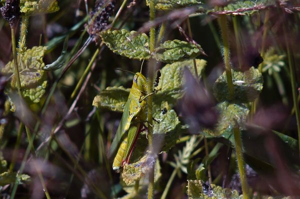 nature,plant,leaf,flower,photo,green