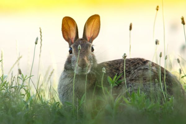 fű,rét,vadvilág,emlős,fauna,nyúl