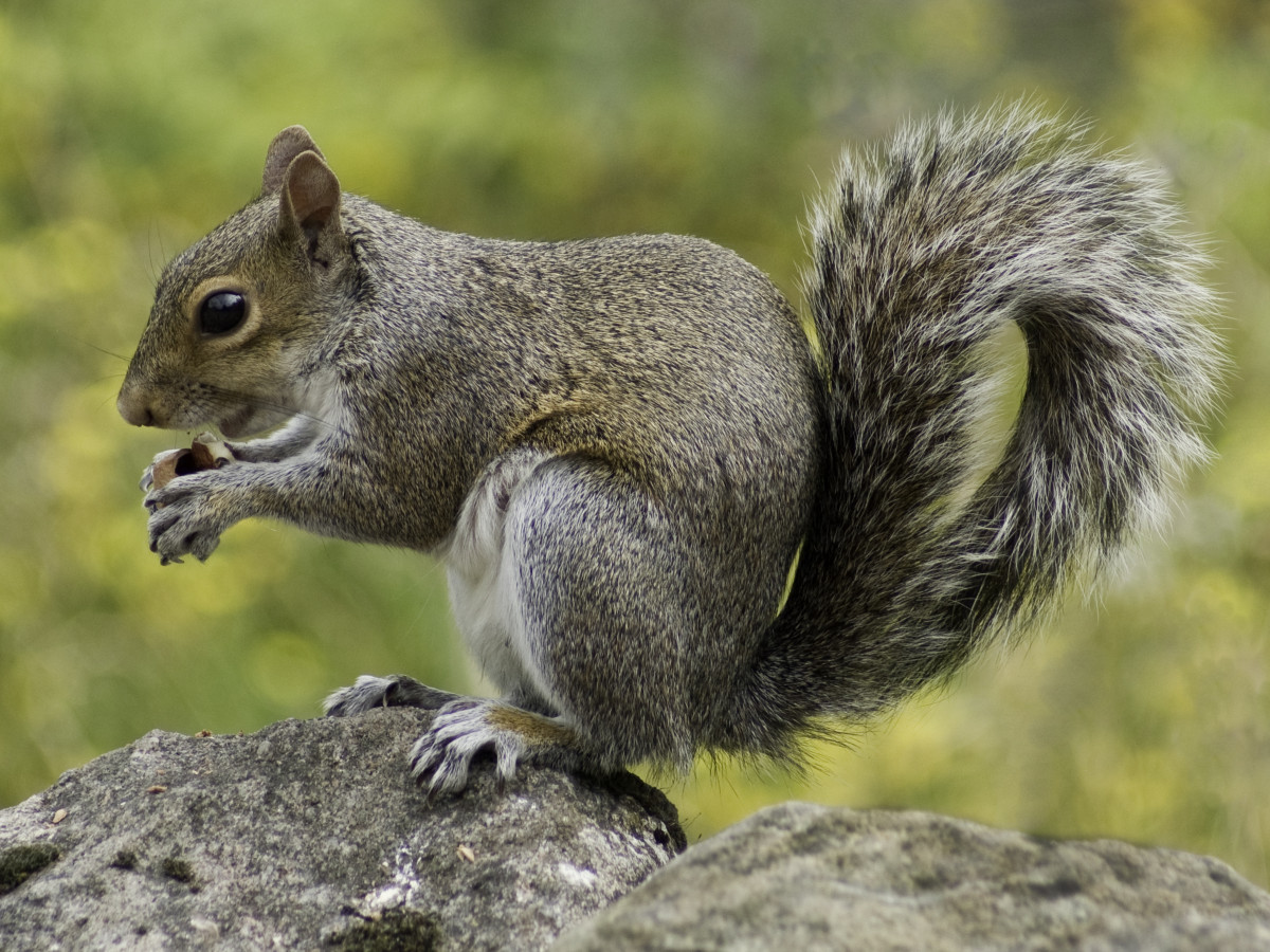 Příroda, zvíře, roztomilý, zvěř a rostlinstvo, divoký, srst, savec, veverka, matice, jíst, hlodavec, fauna, kníry, srstnatý, obratlovců, fox veverka