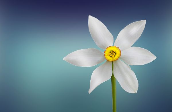 la nature,fleur,plante,blanc,la photographie,roue