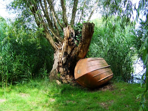 arbre,plante,bois,bateau,tronc,produire