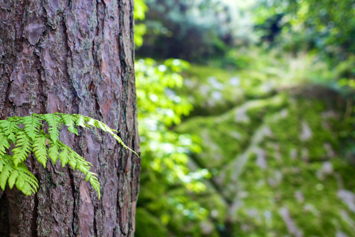 árvore, natureza, floresta, grama, ramo, Bokeh, plantar, madeira, luz solar, folha, flor, tronco, latido, animais selvagens, meio Ambiente, verde, selva, natural, outono, Castanho, botânica, Madeira serrada, flora, estação, tronco de árvore, sai, Madeiras, arbusto, floresta tropical, Decíduo, madeira, Floresta, habitat, ambiente natural, Planta lenhosa, Planta de terra