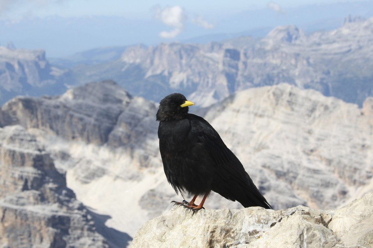 fågel, himmel, luft, Örn, alpin, frihet, svart, fjäder, fauna, plumage, rovfågel, bergen, ryggradsdjur, gam, kondor, Dolomiterna, chough, Bergdohle, perching fågel