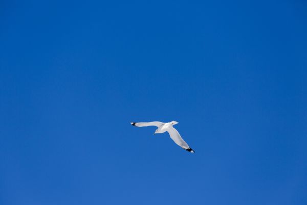 Natura, na wolnym powietrzu, zimowy, ptak, skrzydło, niebo