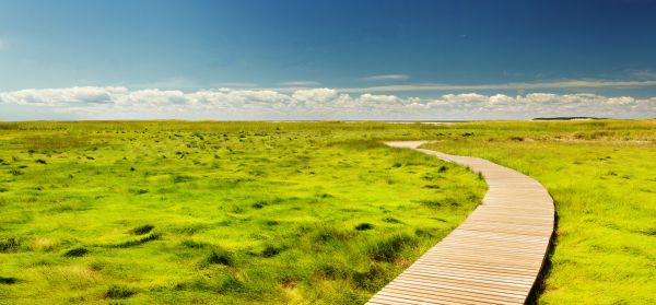 landskap,natur,gress,utendørs,pathway,horisont