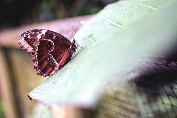 fluture,insectă,molii și fluturi,nevertebrat,macro fotografie,aripă