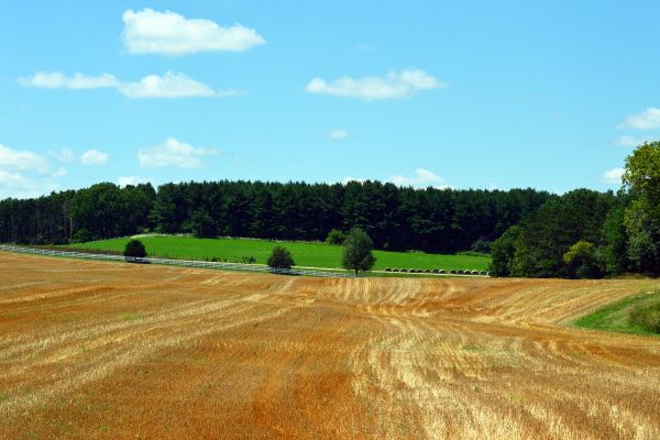 peisaj, natură, iarbă, plantă, cer, în aer liber