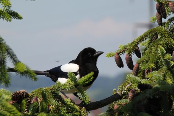 Natura, gałąź, ptak, zwierzę, drzewo, skrzydło