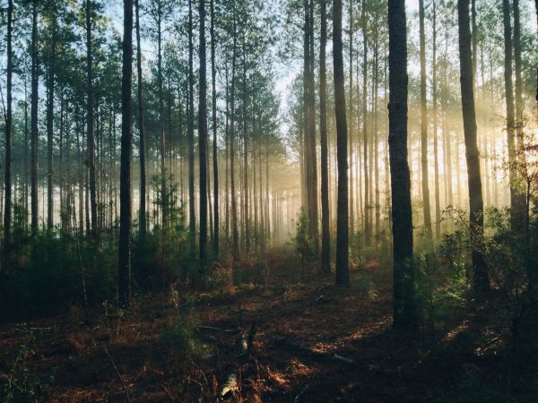 Baum,Wald,Sumpf,Wildnis,Pflanze,Holz