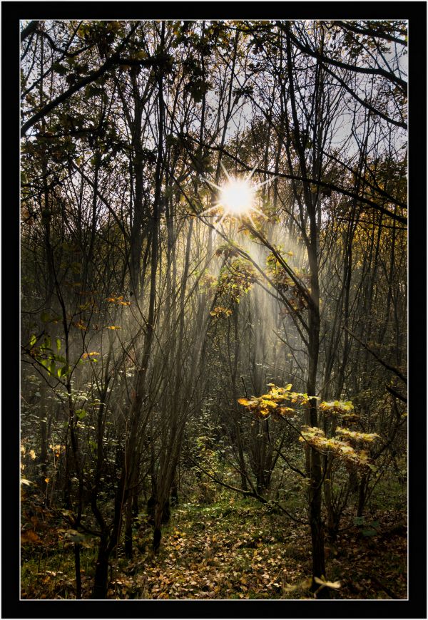 albero, natura, foresta, natura selvaggia, ramo, leggero