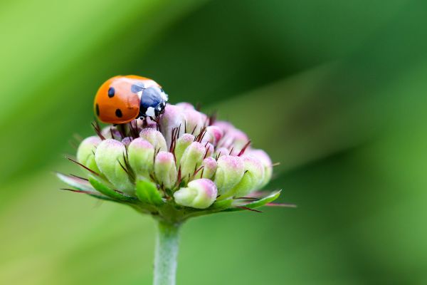 Natur,Gras,Pflanze,Fotografie,Wiese,Blume