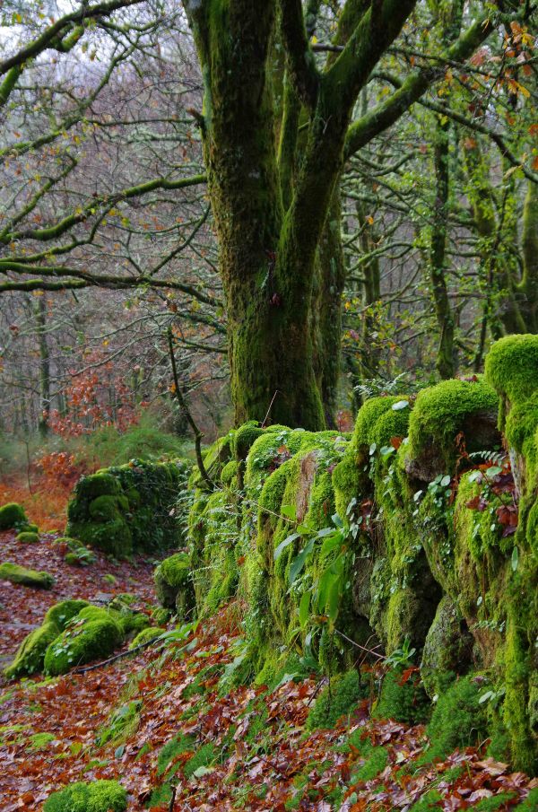 paisaje, árbol, naturaleza, bosque, desierto, rama