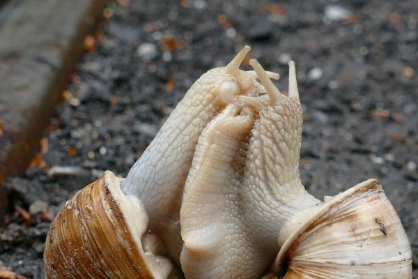 doğa, ahşap, böcek, fauna, Vahşi hayat, kabuk