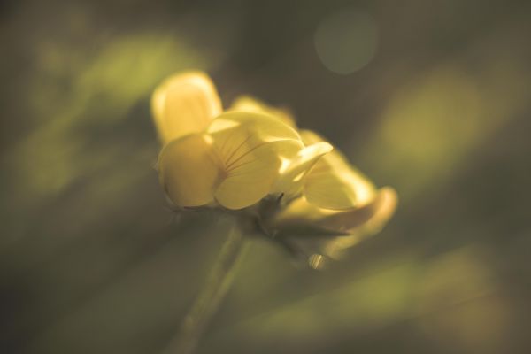 Natura, kwitnąć, rosa, lekki, roślina, fotografia