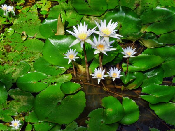 Wasser, Natur, blühen, Pflanze, Weiß, Blatt