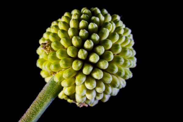 planta,fotografía,hoja,flor,polen,verde