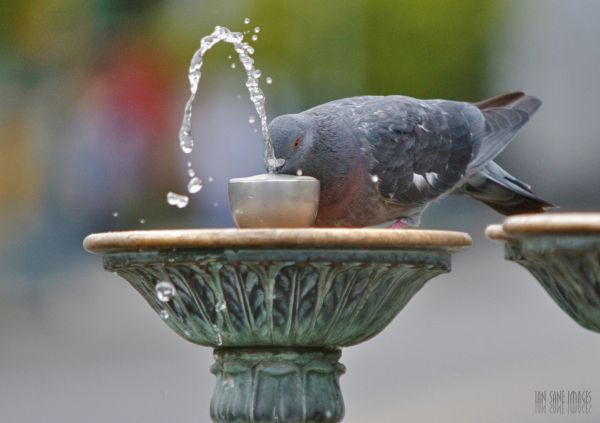 acqua, uccello, macchina fotografica, urbano, natura, verde