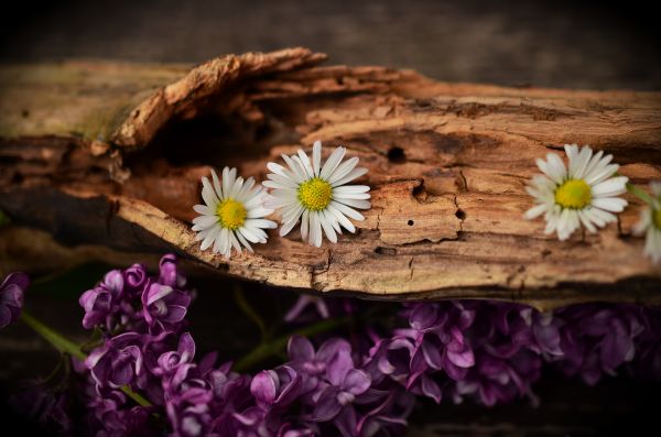 plante,fleur,structure,bois,texture,feuille