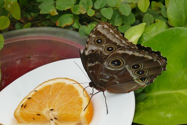 frunze,floare,legume şi fructe,insectă,farfurie,fluture