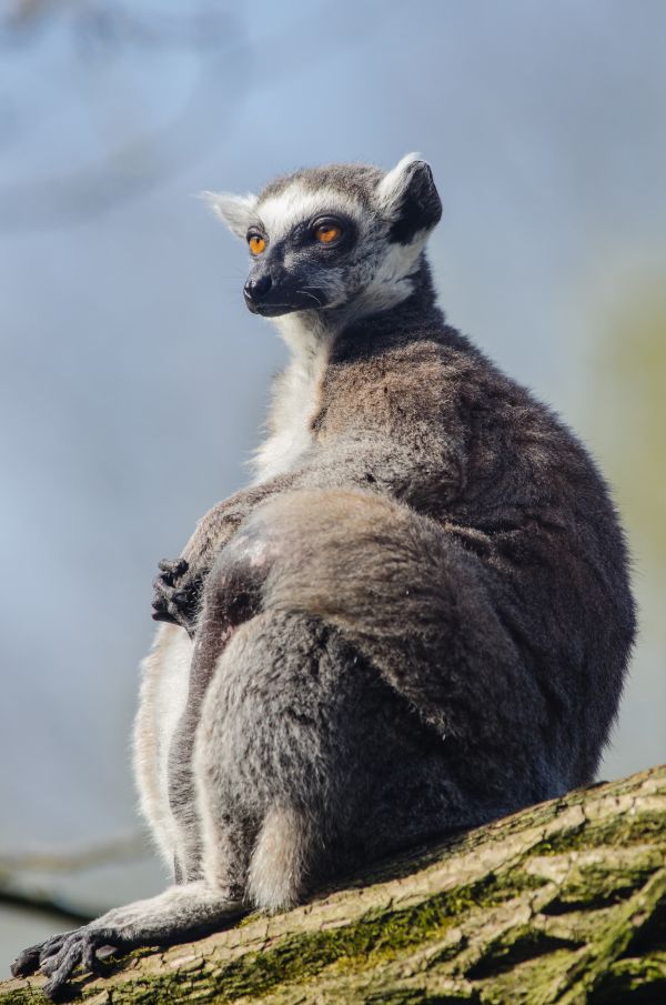 Příroda,prsten,Nohy,roztomilý,zvěř a rostlinstvo,zoologická zahrada