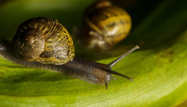 naturaleza, fotografía, foto, verde, macro, fauna