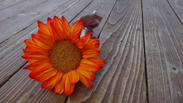 outdoor,blossom,growth,wood,stem,flower