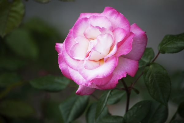 naturaleza, planta, flor, pétalo, blanco, florecer