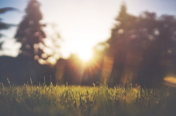 natur,Sol,himmel,atmosfär fenomen,träd,moln